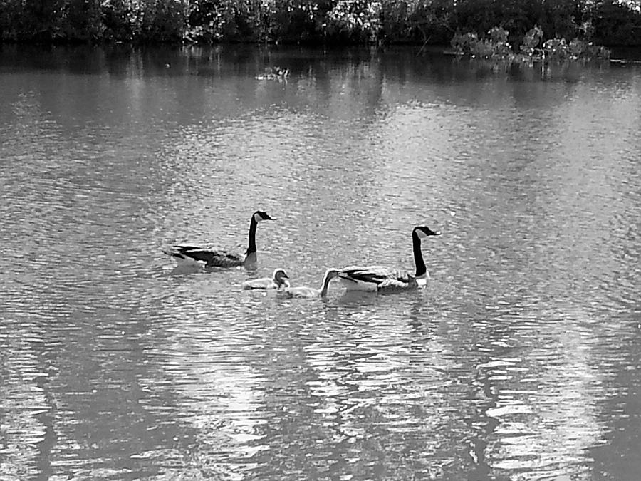 Family Of Geese Photograph