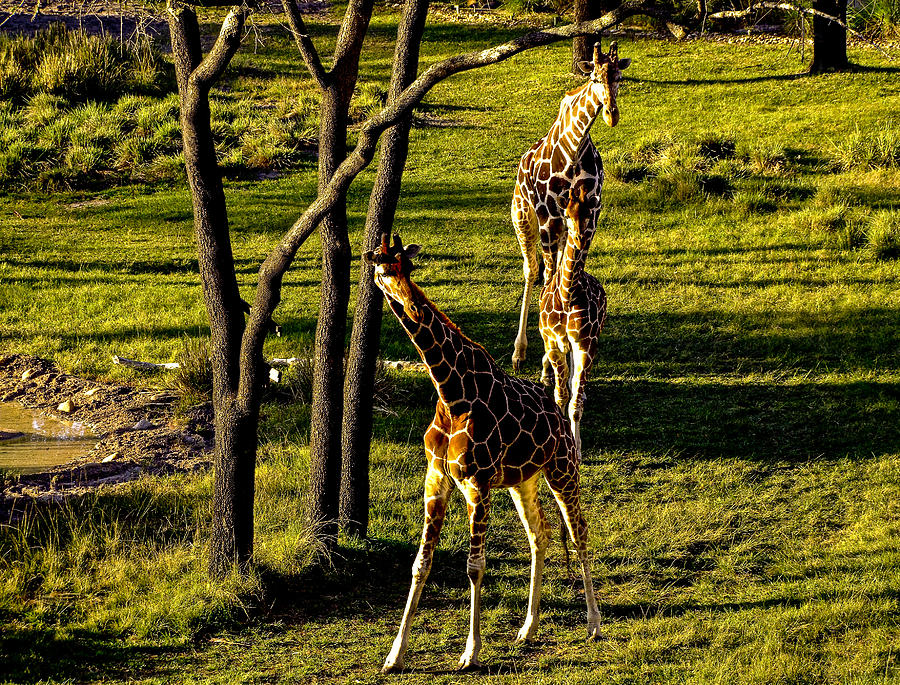 Giraffe Photograph by M G Whittingham