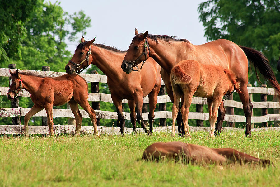 Family of Horses Photograph by Jill Lang