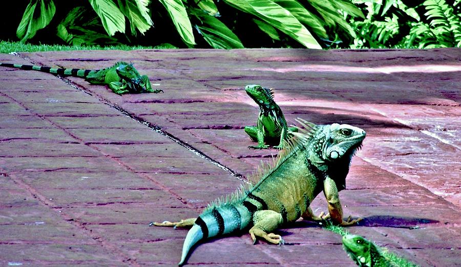 Family of Iguanas Photograph by Eileen Brymer