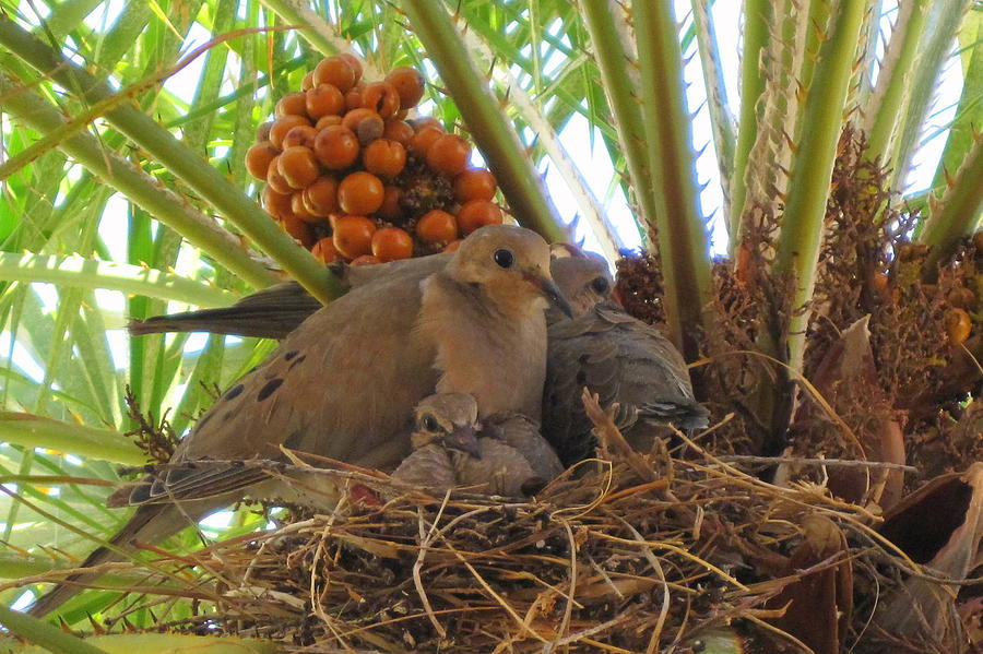 Family of Mourning Doves Photograph by Lessandra Grimley