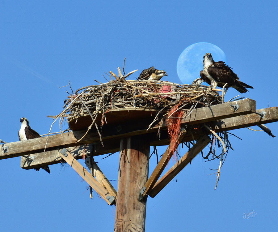 Family of Osprey Photograph by W James Mortensen