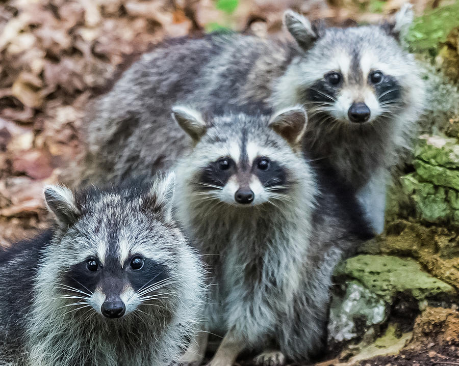 Family of Raccoons Photograph by Joe Kopp