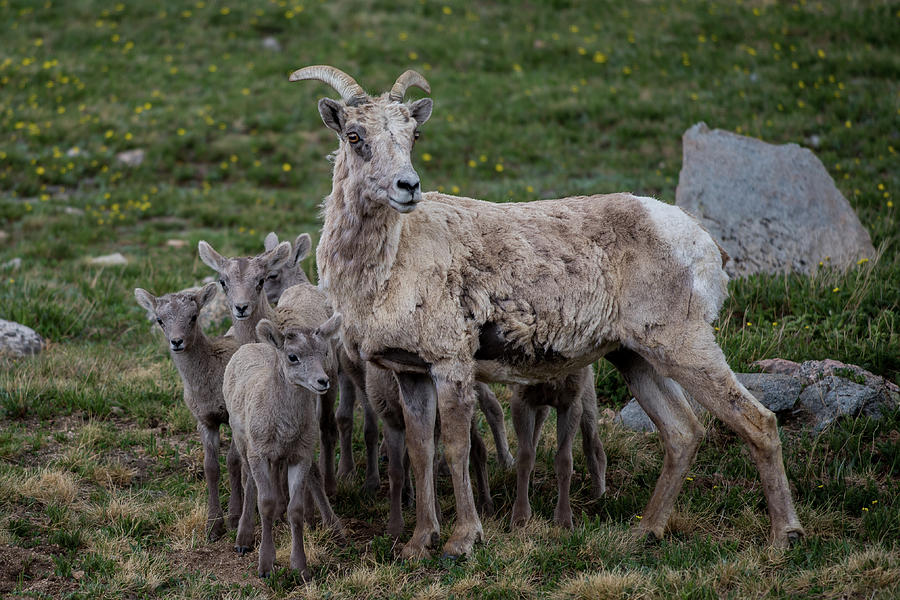 Family of Rams Photograph by Gary Kochel