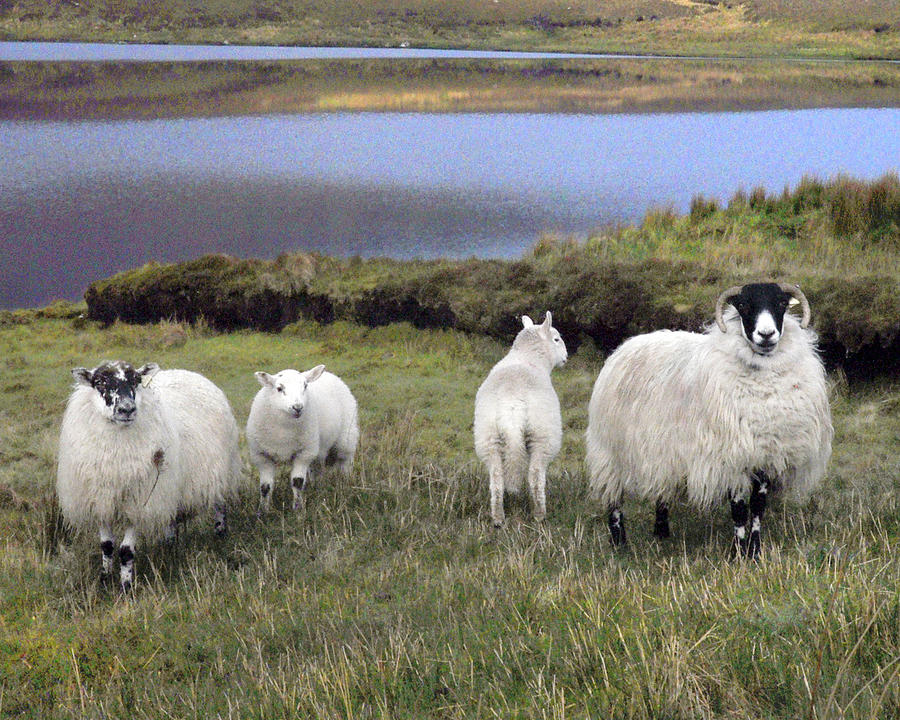 Family of Sheep Digital Art by Vicki Lea Eggen