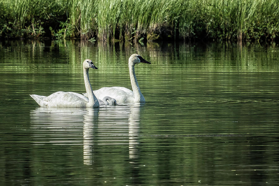 Family of Swans, No. 1 Photograph by Belinda Greb
