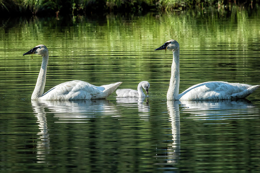 Family of Swans, No. 2 Photograph by Belinda Greb