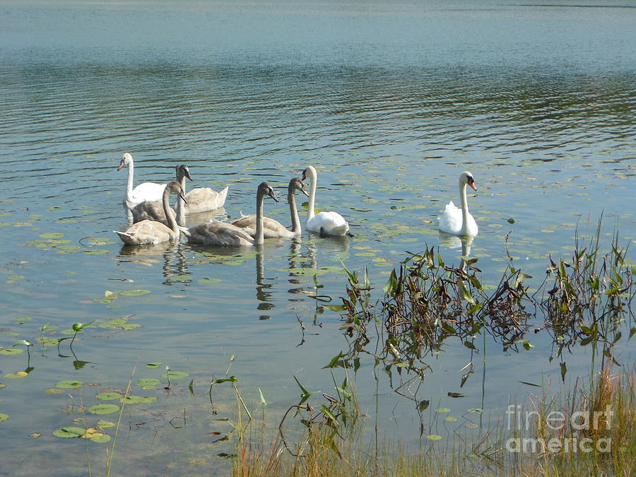 Family of Swans Photograph by Rockin Docks Deluxephotos