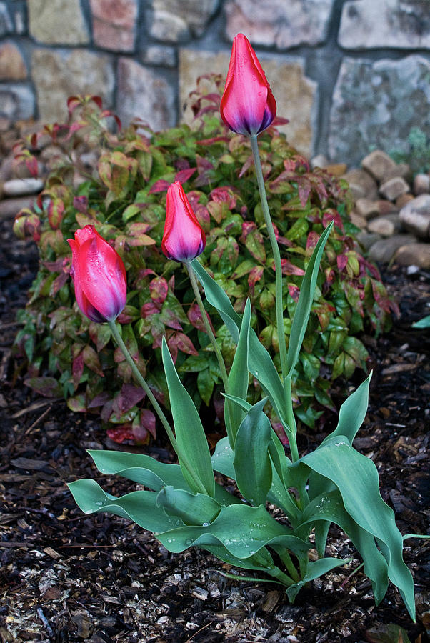 Tulip Photograph - Family of Tulips by Douglas Barnett