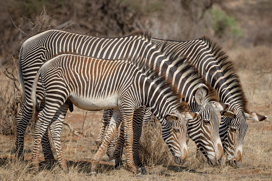 Family Of Zebras Photograph by Cheryl J Schneider - Fine Art America