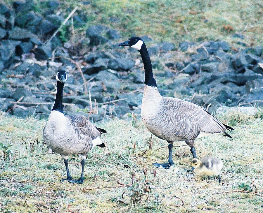 Geese Photograph - Family outing by Frank Larkin
