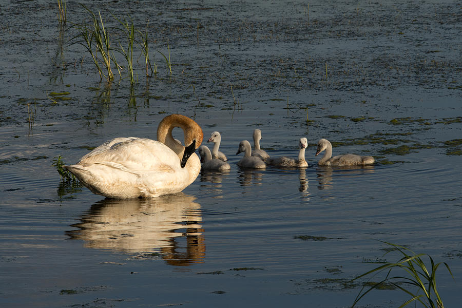 Swan Photograph - Family Outing by Jayne Gohr