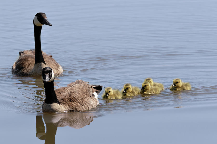 Family Outing Photograph by Susan Rissi Tregoning