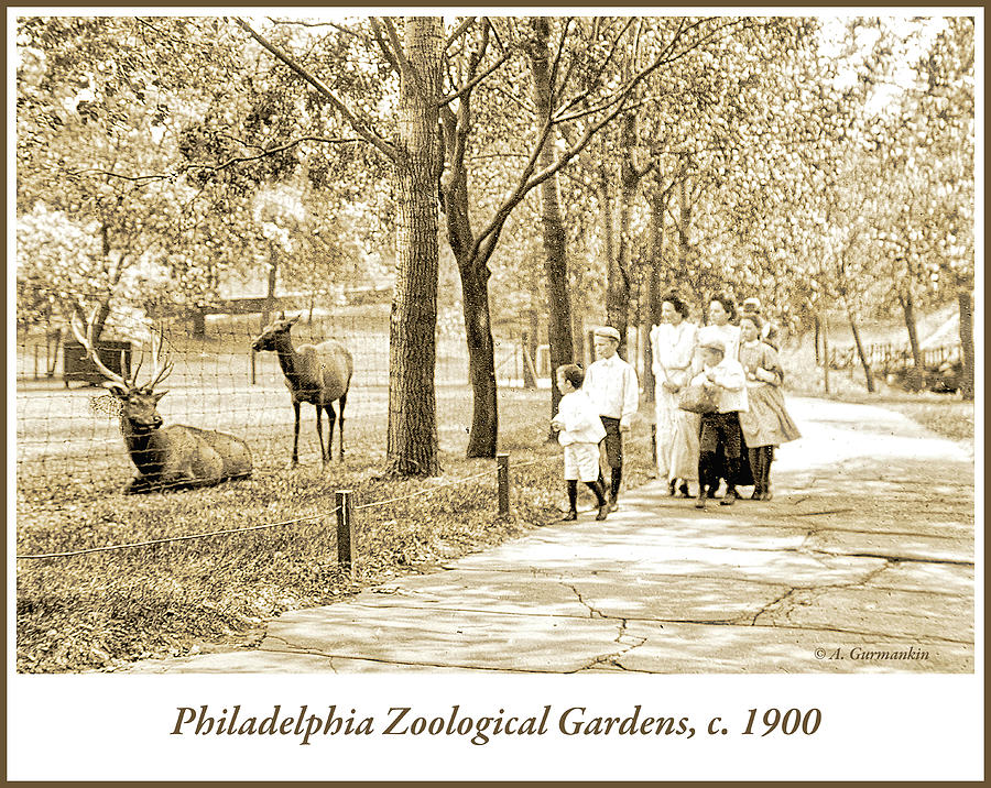 Family, Philadelphia Zoo, 1900 Photograph by A Macarthur Gurmankin
