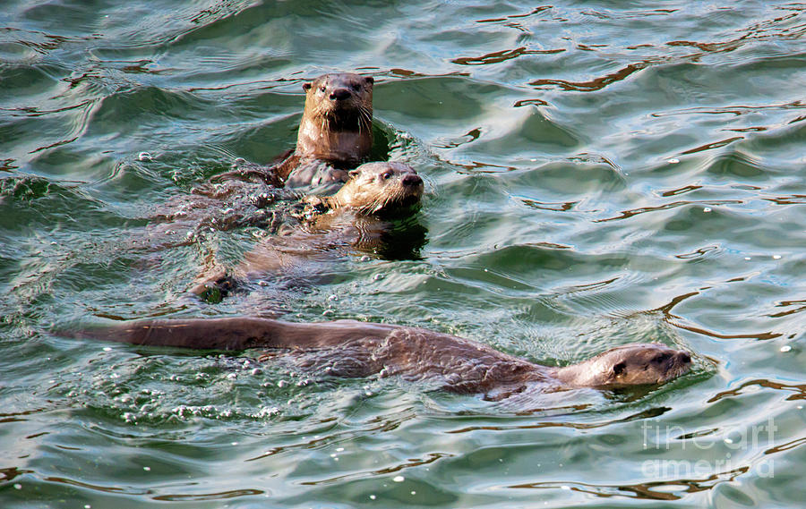 Otter Photograph - Family Play Time by Michael Dawson
