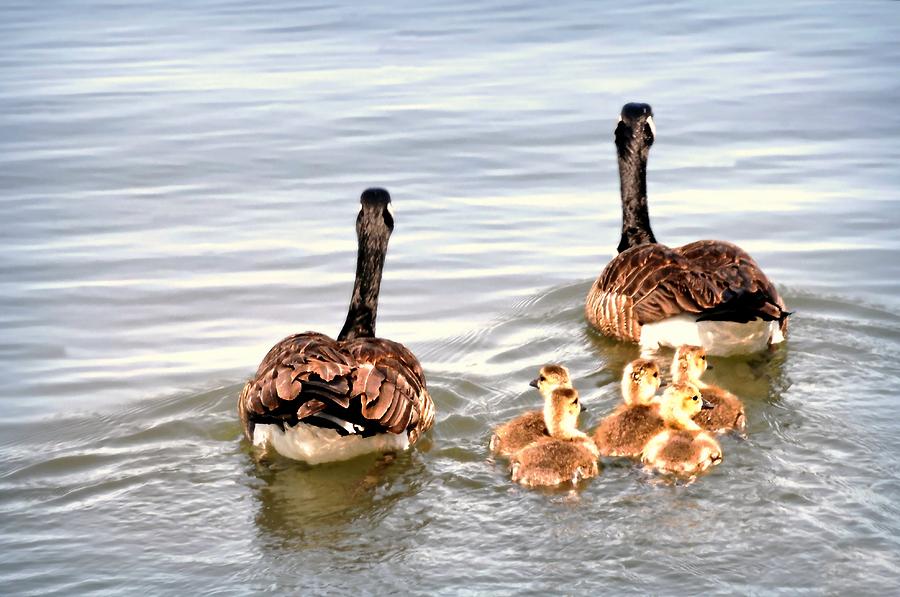 Family Outing Photograph by Diana Angstadt