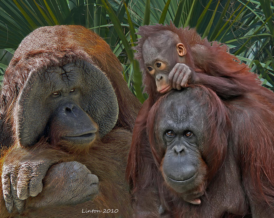Wildlife Photograph - Family Portrait by Larry Linton