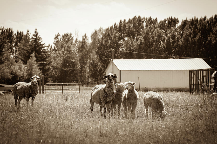 Family Portrait, Montana style Photograph by Michael Gallitelli