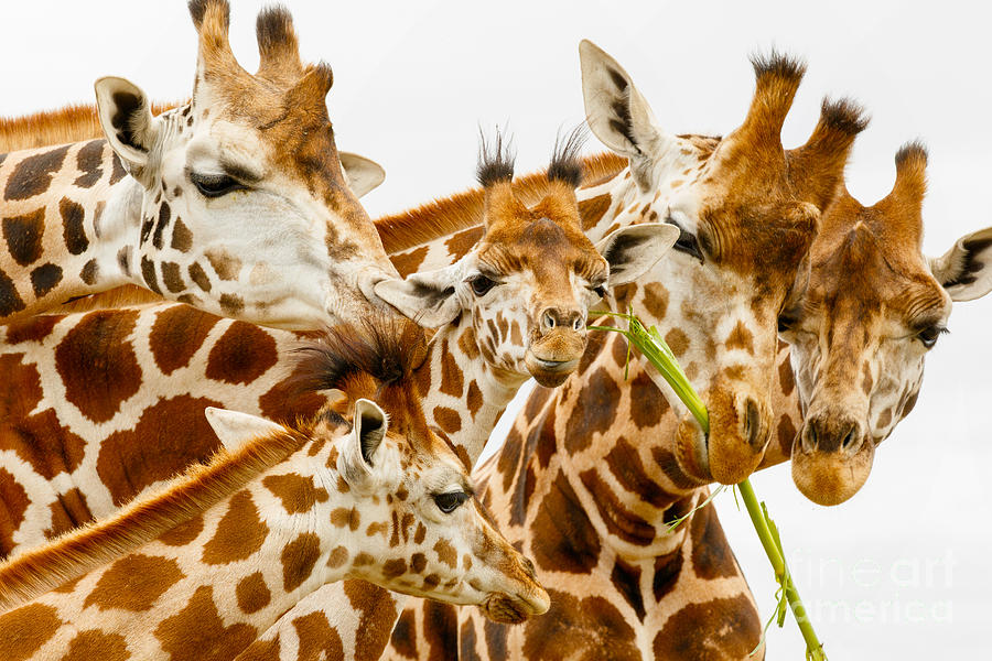 Family Rotschilds giraffe Photograph by Nick  Biemans