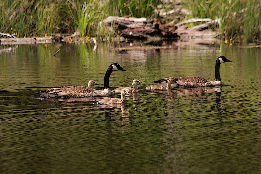 Family Photograph by Shelly Bishop - Fine Art America