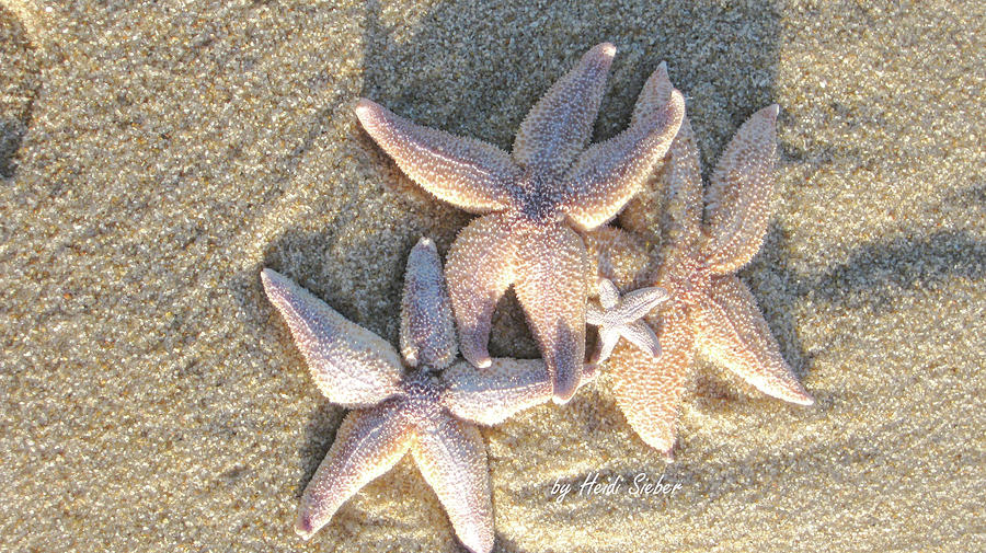 Family starfish 2 Photograph by Heidi Sieber