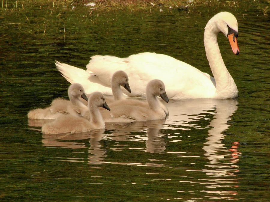 Family Swan  Photograph by Joe Ormonde