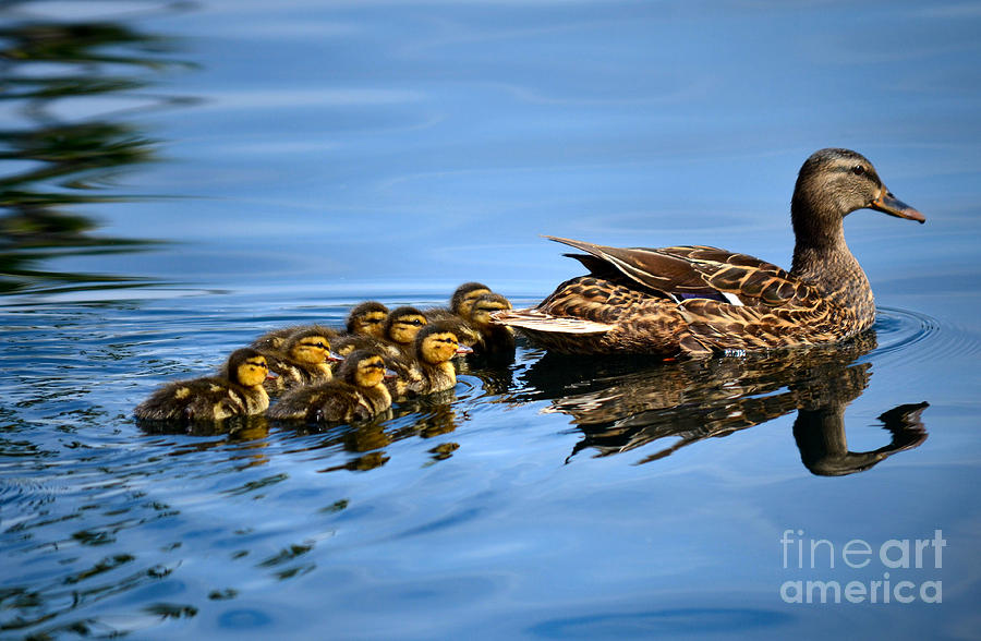 Nature Photograph - Family Swim by Deb Halloran