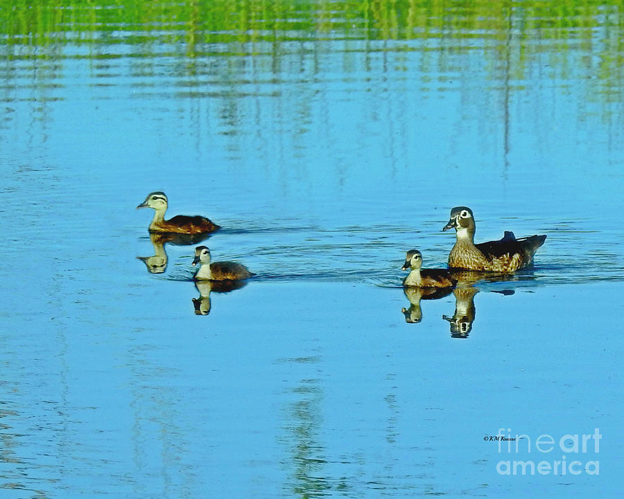 Family Swim On Willow Pond Photograph by Kathy M Krause