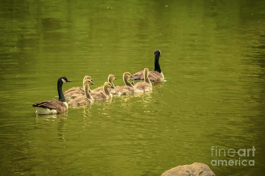 Family swimming lessons Photograph by Claudia M Photography