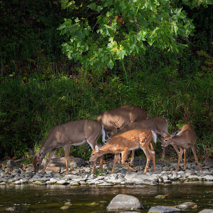 Deer Photograph - Family Time by Bill Wakeley