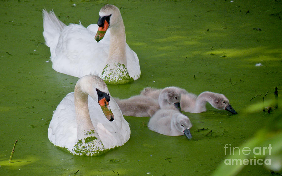 Nature Photograph - Family Time by Cathy Fitzgerald