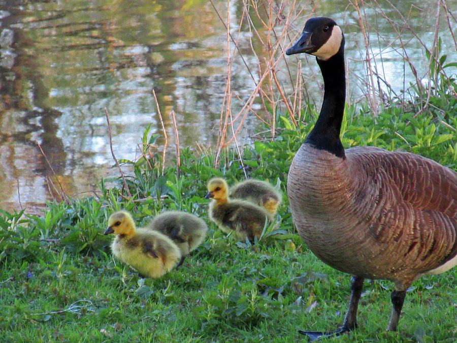 Family Time Photograph by Maria Keady | Fine Art America