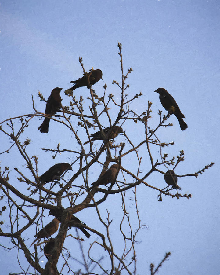 Family Tree Photograph By Alicia Bryant - Fine Art America