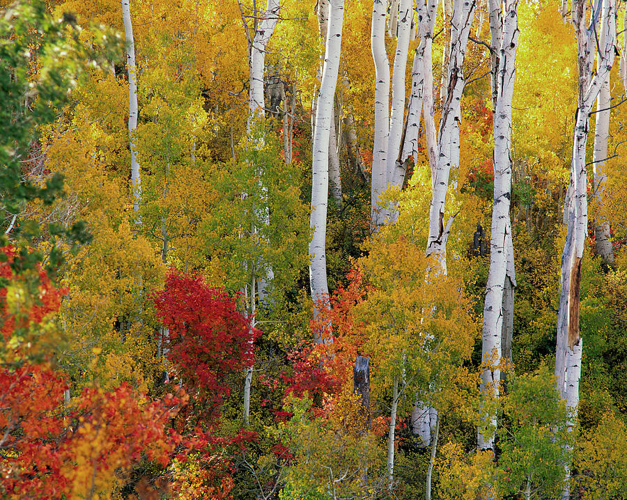 Family Tree Photograph By Howie Garber - Fine Art America