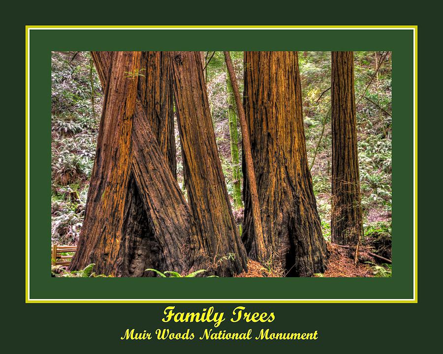 Family Trees - Muir Woods National Monument Late Winter Early Afternoon Photograph by Michael Mazaika