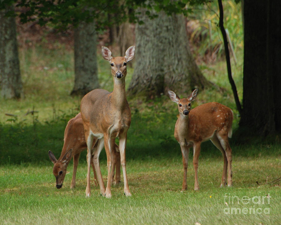 Deer Photograph - Family Walk by Grace Grogan