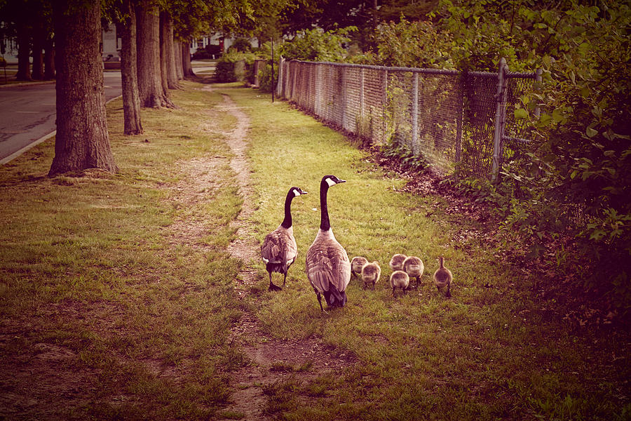 Animal Photograph - Family Walk by Kate Arsenault 