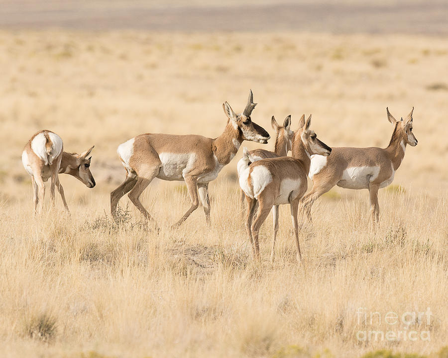 Famly Pronghorn Photograph by Dennis Hammer