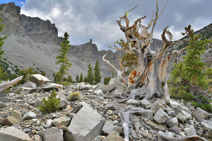 Famous Bristlecone Pine Photograph by Ray Mathis