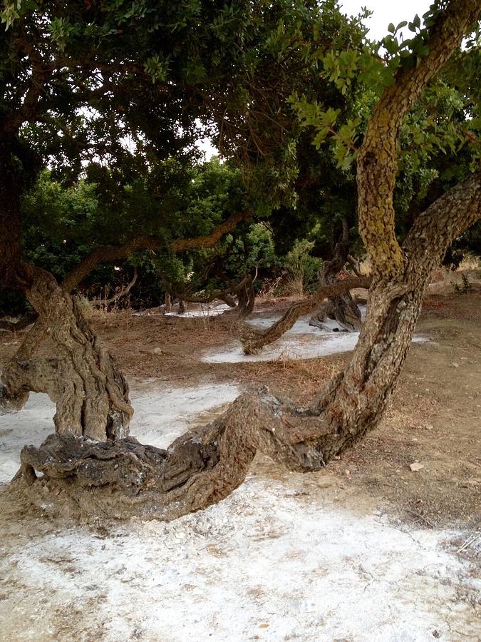 Greek Mountains Digital Art - Famous Mustic -Gum Tree In Chios  by Viktoriya Sirris