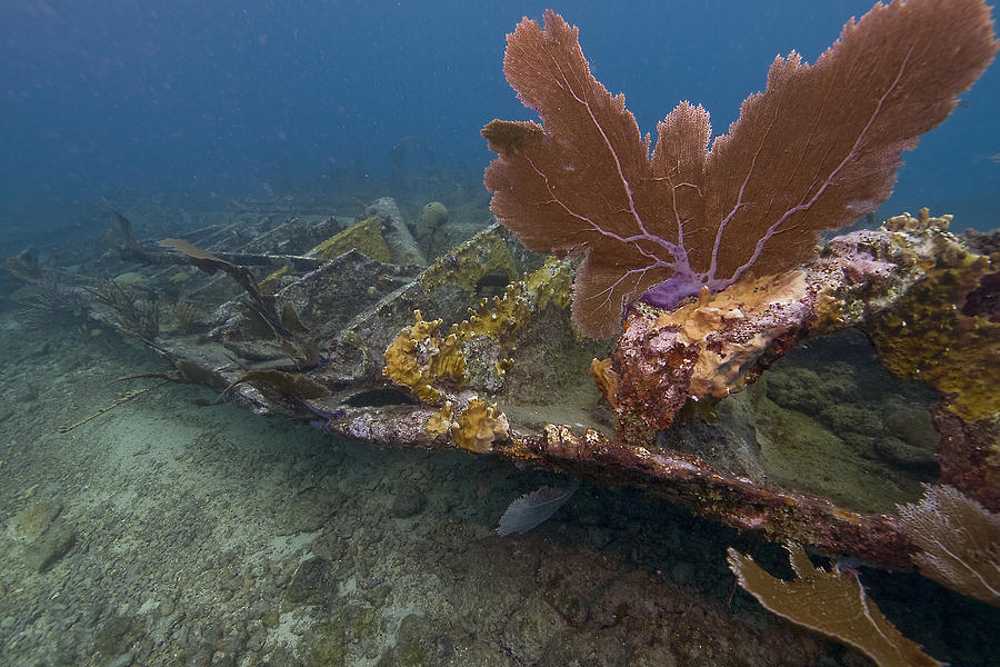 Fan Coral on Elbow Reef in Key Largo Photograph by Bob Hahn