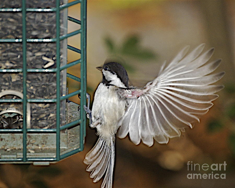 Chickadee In Flight Photograph - Fan Dance by Faith Harron Boudreau Chickadee In Flight Photograph - Fan Dance by Faith Harron Boudreau