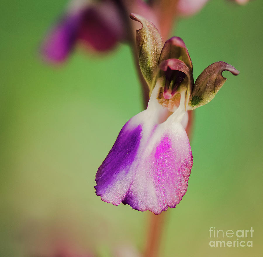 Fan-lipped Orchid. Anacamptis collina Photograph by Perry Van Munster