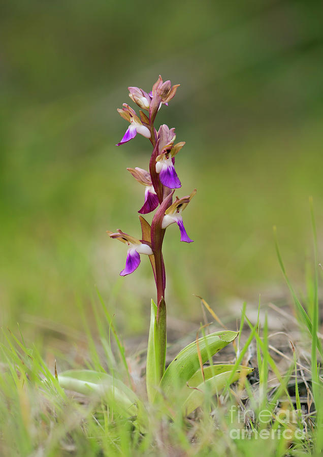 Fan-lipped Orchid - Orchis collina, Anacamptis collina wild orchid Photograph by Perry Van Munster