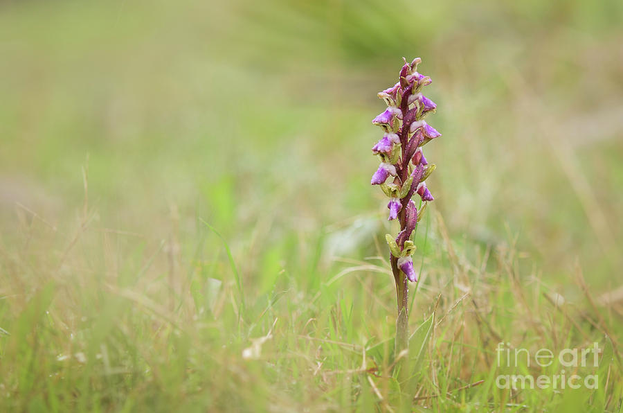 Fan-lipped Orchid, Orchis saccata, Orchis collina Photograph by Perry Van Munster