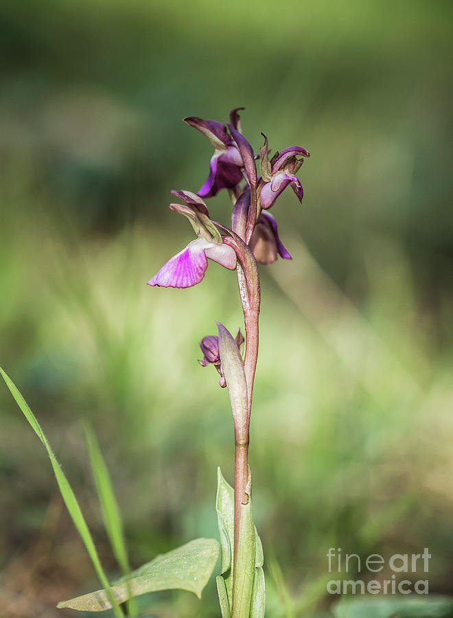 Fan-lipped Orchid Photograph by Perry Van Munster