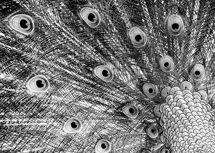 Abstract Photograph - Fan of Feathers-BW by Joye Ardyn Durham