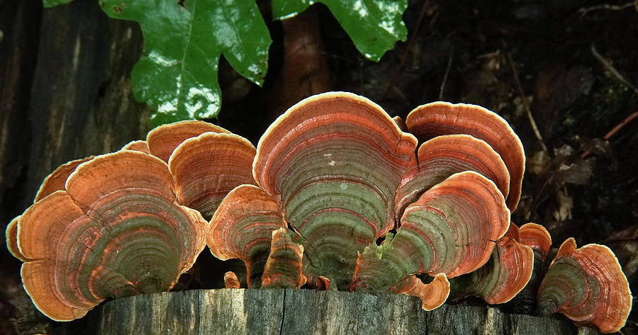 Fan of Turkey Tail Fungi After Rain Photograph by Douglas Barnett