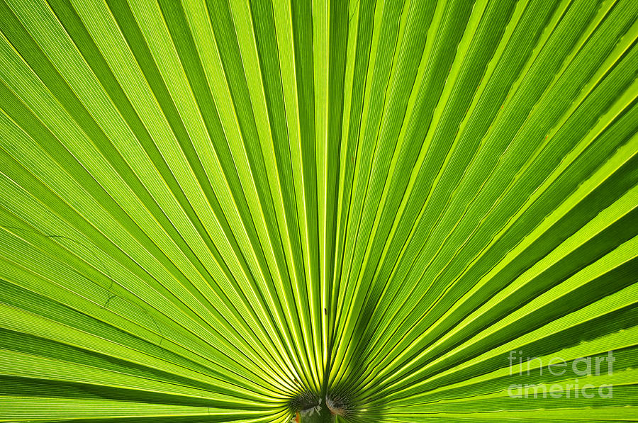 Fan Palm  Photograph by David Lee Thompson