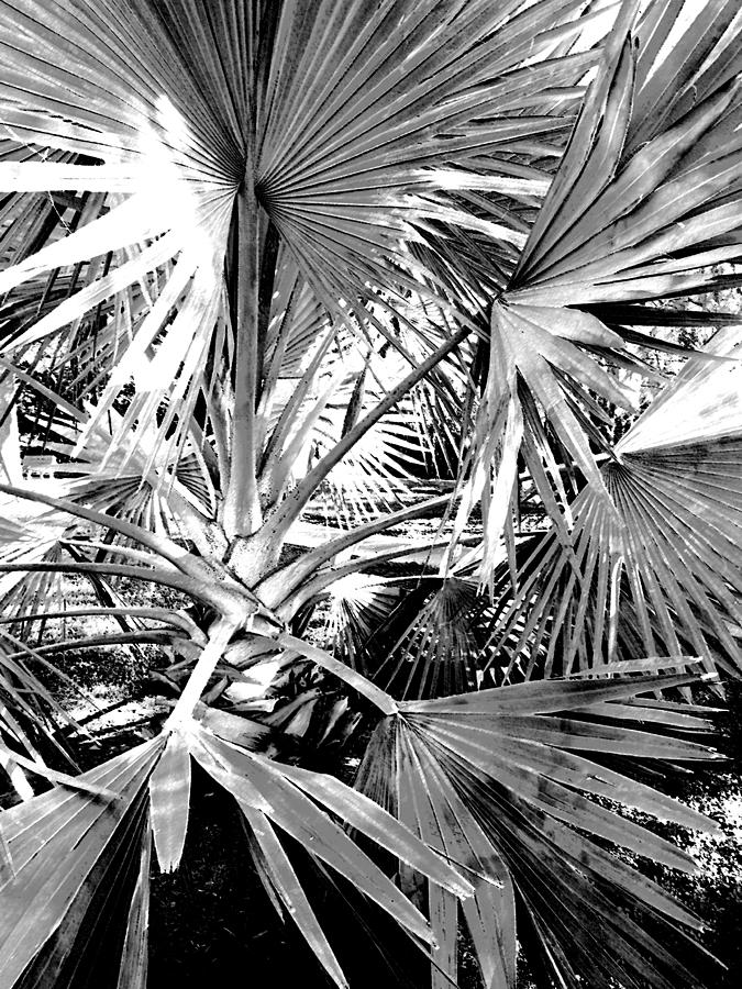 Fan Palm Photograph by Francine Mabie - Fine Art America